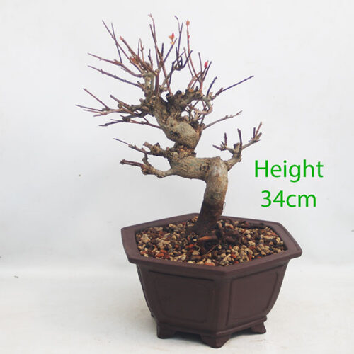 Pomegranate Nejikan Flowering Bonsai Tree Punica Number 85Y