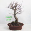 Zelkova Serrata Japanese Elm Bonsai Tree Number 252P