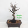 Crab Apple Flowering Bonsai Tree Malus Number 103P
