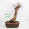 Trident Maple Bonsai Tree Number 294P