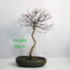 Trident Maple Bonsai Tree Number 159P Clearance Tree