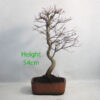 Trident Maple Bonsai Tree Number 303P Clearance Tree