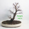Cork Bark Chinese Elm Bonsai Tree Number 138P