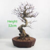 Pomegranate Nejikan Flowering Bonsai Tree Punica Number 158P
