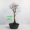 Trident Maple Bonsai Tree Number 34Y Clearance Tree