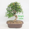Pomegranate Nejikan Flowering Bonsai Tree Punica Number 76Y