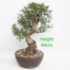 Pomegranate Nejikan Flowering Bonsai Tree Punica Number 13Y
