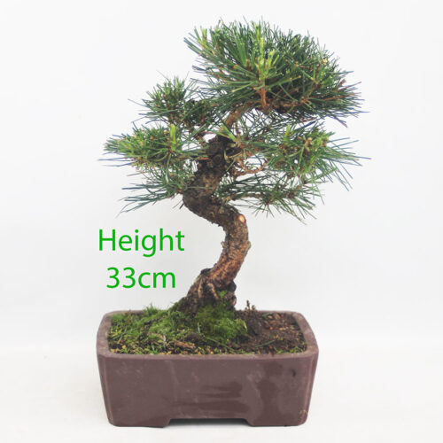 Black Pine Bonsai Tree Pinus Thunbergii Number 103Y