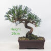 Black Pine Bonsai Tree Pinus Thunbergii Number 261P