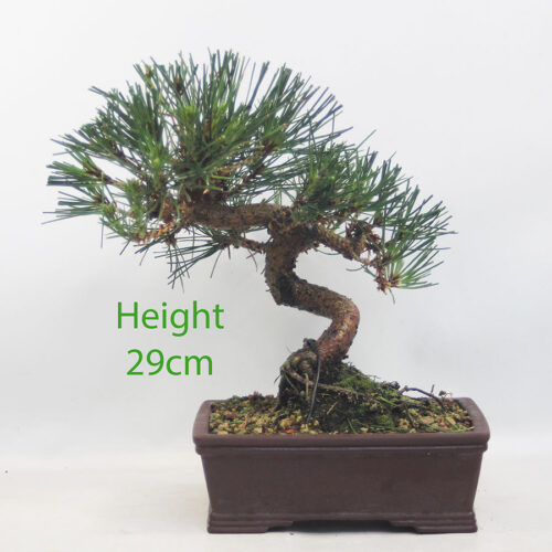 Black Pine Bonsai Tree Pinus Thunbergii Number 261P