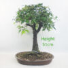 Zelkova Serrata Japanese Elm Bonsai Tree Number 83P