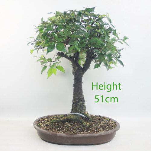 Zelkova Serrata Japanese Elm Bonsai Tree Number 83P