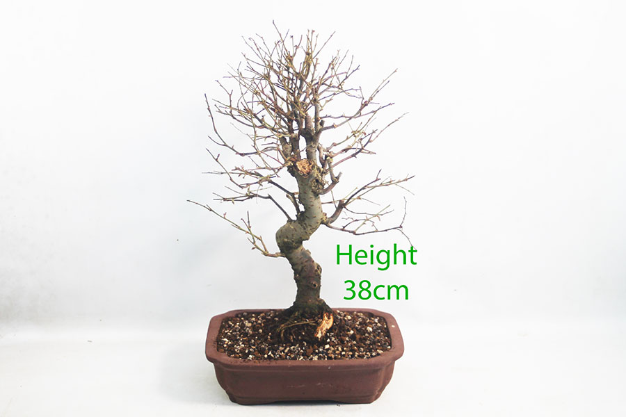 Zelkova Serrata Japanese Elm Bonsai Tree Number 295P