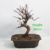 Pomegranate Nejikan Flowering Bonsai Tree Punica Number 76Y