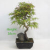Acer Palmatum Japanese Maple Bonsai Tree Number 3Y