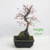 Acer Palmatum Japanese Maple Bonsai Tree Number 91Y