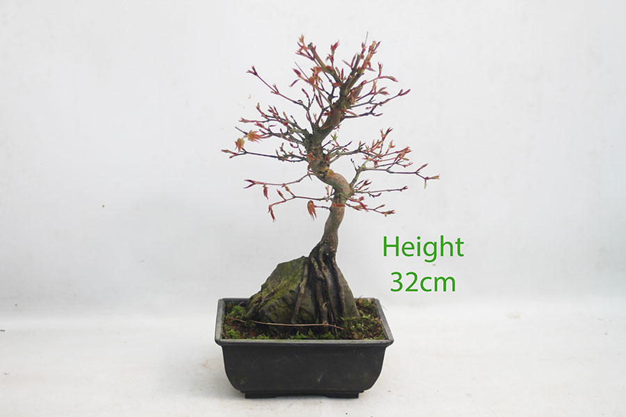 Acer Palmatum Japanese Maple Bonsai Tree Number 91Y