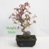 Acer Palmatum Japanese Maple Bonsai Tree Number 62Y