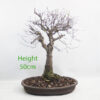 Zelkova Serrata Japanese Elm Bonsai Tree Number 83P