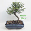 Cotoneaster Flowering Bonsai Tree Number 97P