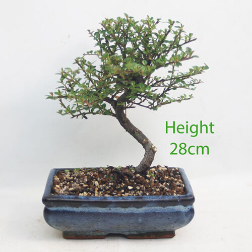 Cotoneaster Flowering Bonsai Tree Number 97P