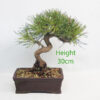 Black Pine Bonsai Tree Pinus Thunbergii Number 182P