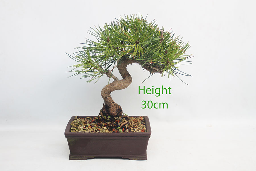 Black Pine Bonsai Tree Pinus Thunbergii Number 182P