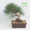 Black Pine Bonsai Tree Pinus Thunbergii Number 261P