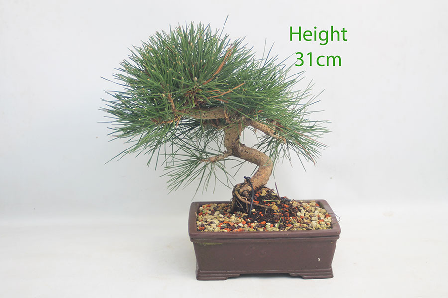 Black Pine Bonsai Tree Pinus Thunbergii Number 261P