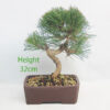 Black Pine Bonsai Tree Pinus Thunbergii Number 356P