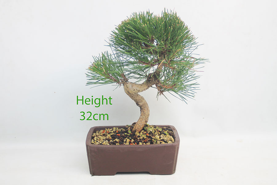 Black Pine Bonsai Tree Pinus Thunbergii Number 356P