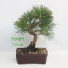 Black Pine Bonsai Tree Pinus Thunbergii Number 103Y