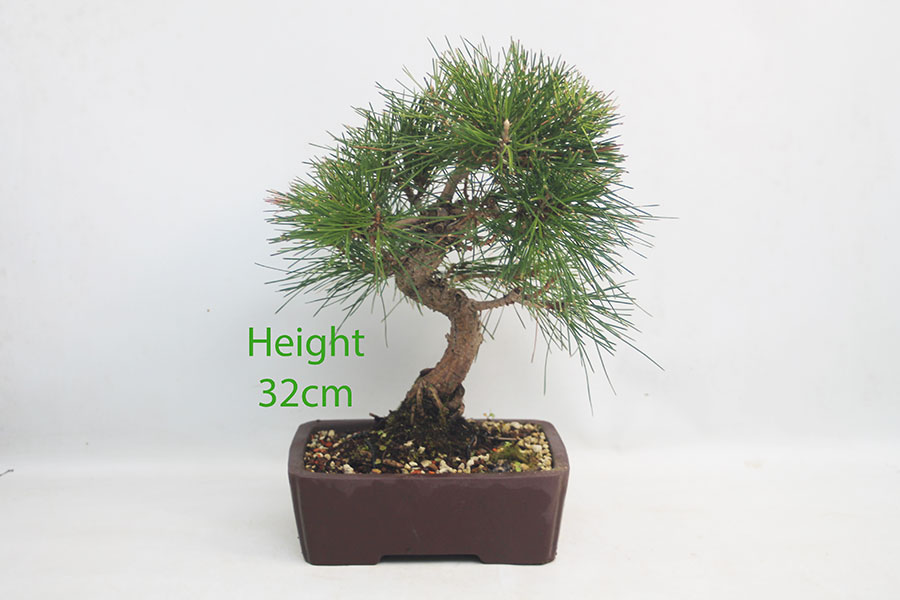 Black Pine Bonsai Tree Pinus Thunbergii Number 103Y