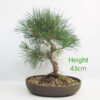 Black Pine Bonsai Tree Pinus Thunbergii Number 299P