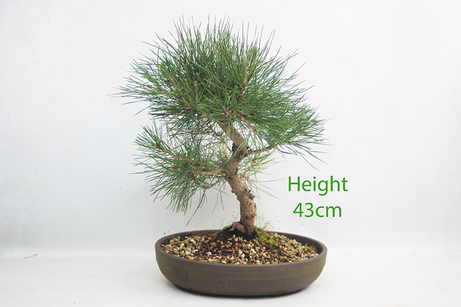 Black Pine Bonsai Tree Pinus Thunbergii Number 299P