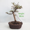 Japanese Larch Bonsai Tree Number 277P