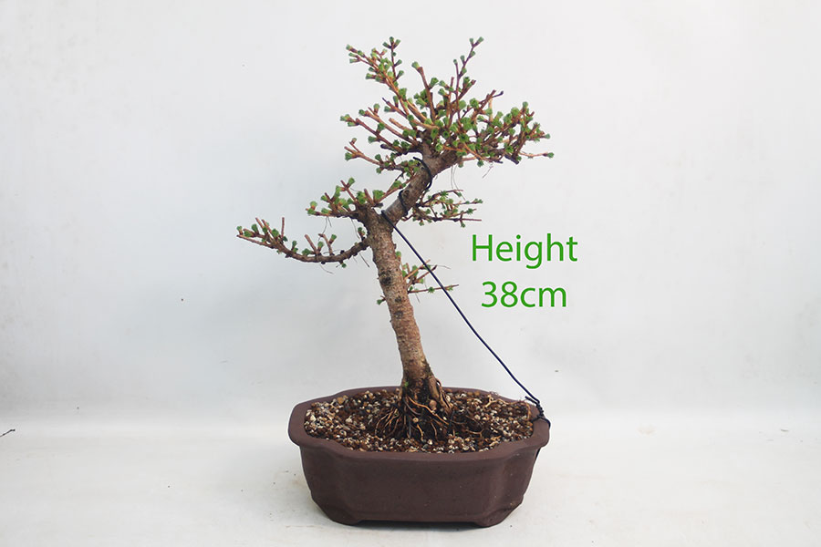 Japanese Larch Bonsai Tree Number 277P