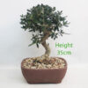 Olive Bonsai Tree Number 365P