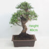 Seiju Elm Bonsai Tree Number 219P