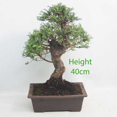 Seiju Elm Bonsai Tree Number 219P