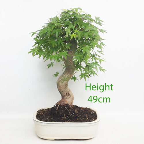 Acer Palmatum Japanese Maple Bonsai Tree Number 68Y