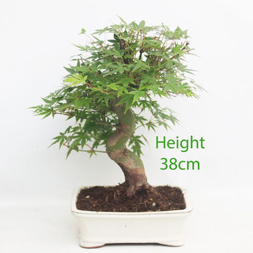 Acer Palmatum Japanese Maple Bonsai Tree Number 348P