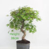 Acer Palmatum Japanese Maple Bonsai Tree Part Trained Number 39Y
