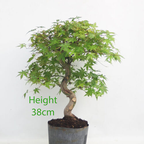 Acer Palmatum Japanese Maple Bonsai Tree Part Trained Number 39Y