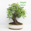 Mulberry Bonsai Tree Number 1Y