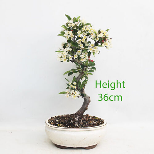 Dwarf Crab Apple Flowering Bonsai Tree Malus Number 253P