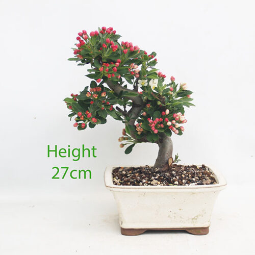 Dwarf Crab Apple Flowering Bonsai Tree Malus Number 258P