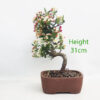 Dwarf Crab Apple Flowering Bonsai Tree Malus Number 53P