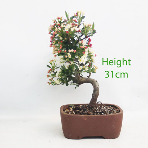 Dwarf Crab Apple Flowering Bonsai Tree Malus Number 53P