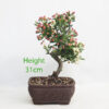 Dwarf Crab Apple Flowering Bonsai Tree Malus Number 211P